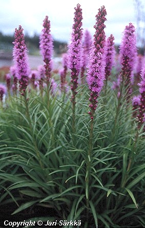  Liatris spicata 